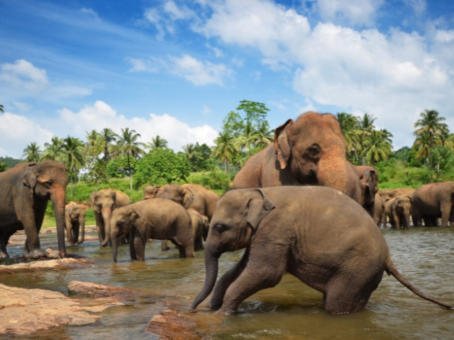 8. sri lanka 1